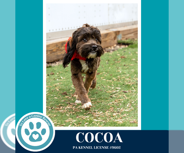 Medium Photo #7 Shih Tzu-Unknown Mix Puppy For Sale in Kimberton, PA, USA