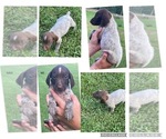 Small #9 German Shorthaired Pointer