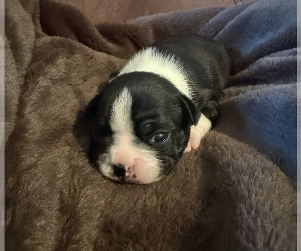 Medium Photo #1 Boston Terrier Puppy For Sale in GARFIELD, AR, USA