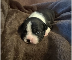 Boston Terrier Puppy for sale in GARFIELD, AR, USA