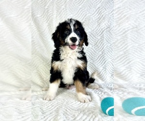 Miniature Bernedoodle Puppy for sale in GREENFIELD, IN, USA