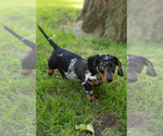 Small #3 Dachshund