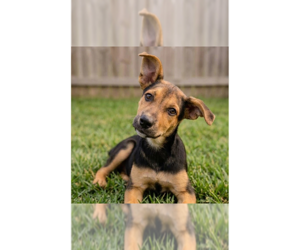 Medium Photo #1 Labrador Retriever-Unknown Mix Puppy For Sale in Grovertown, IN, USA