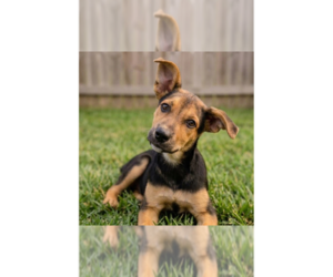 Labrador Retriever-Unknown Mix Dogs for adoption in Grovertown, IN, USA