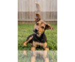 Small Labrador Retriever Mix