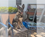 Small German Shepherd Dog