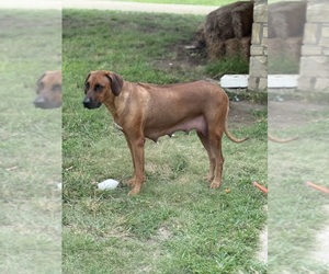 Mother of the Rhodesian Ridgeback puppies born on 09/11/2026