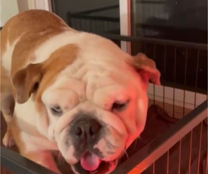Mother of the English Bulldog puppies born on 02/18/2025