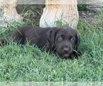 Small #2 Labrador Retriever