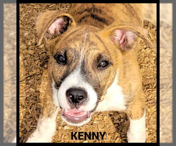 Medium Photo #2 Mutt Puppy For Sale in Granbury, TX, USA