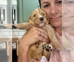 Small Photo #17 Bernedoodle Puppy For Sale in MOULTON, AL, USA