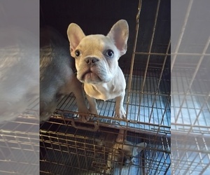 French Bulldog Puppy for sale in HUNTSVILLE, TX, USA