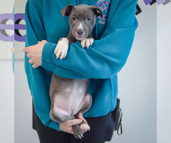 Medium Photo #4 American Staffordshire Terrier-Labrador Retriever Mix Puppy For Sale in Huntley, IL, USA