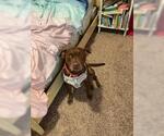 Small #25 American Staffordshire Terrier-Labrador Retriever Mix