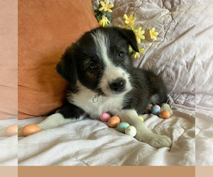 Border-Aussie Puppy for Sale in CAMARILLO, California USA