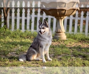 Father of the Pomsky puppies born on 10/25/2022