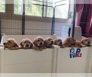 Golden Retriever Puppy for Sale in SANFORD, North Carolina USA