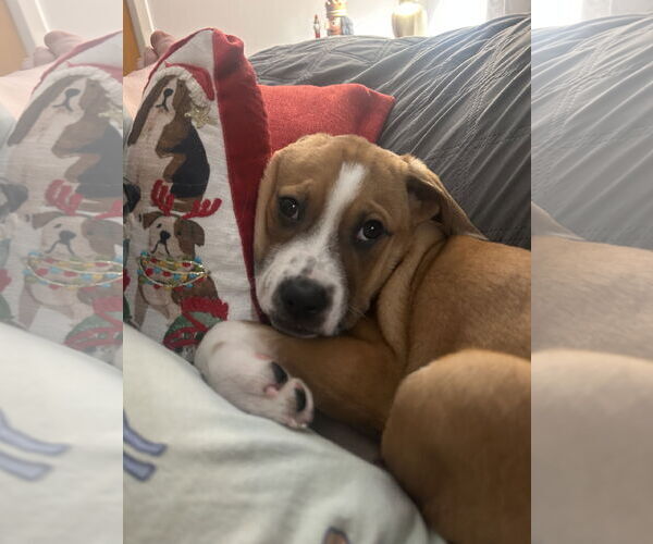 Medium Photo #4 Shepradors Puppy For Sale in Polson, MT, USA