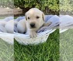 Puppy Green Collar Labrador Retriever