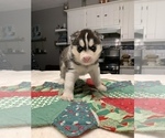 Small Photo #2 Siberian Husky Puppy For Sale in LEHIGHTON, PA, USA