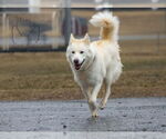 Small #7 Siberian Husky
