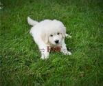 Small Photo #8 Pyredoodle Puppy For Sale in BOWLING GREEN, OH, USA