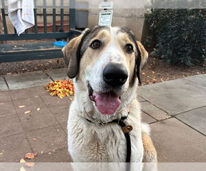 Anatolian Shepherd Dogs for adoption in Pasadena, CA, USA