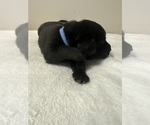 Small #1 Labrador Retriever
