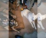 Small #1 German Shepherd Dog-Huskies  Mix