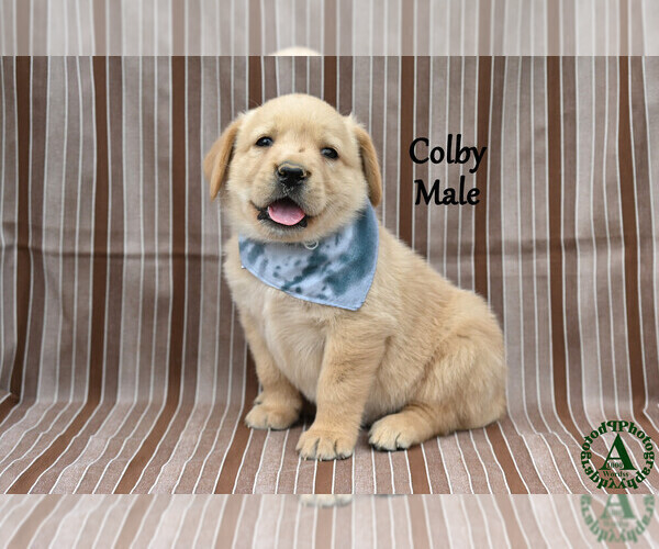 Medium Photo #2 Golden Labrador Puppy For Sale in BRIDGEWATER, VA, USA