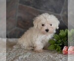 Small #2 Maltese