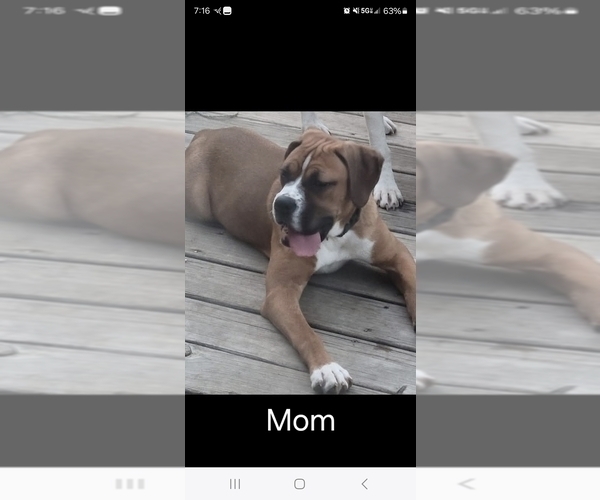 Medium Photo #1 Boxer Puppy For Sale in NORWICH, CT, USA