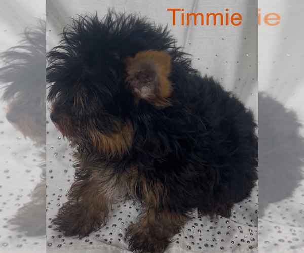 Medium Photo #2 Yorkshire Terrier Puppy For Sale in AZLE, TX, USA