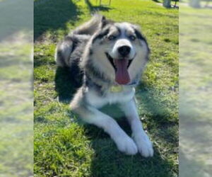 Siberian Husky-Unknown Mix Dogs for adoption in Ventura, CA, USA
