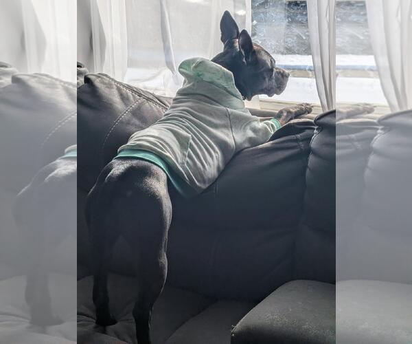 Medium Photo #9 Mutt Puppy For Sale in Rockaway, NJ, USA