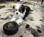 Small Photo #3 Aussie-Poo-Aussiedoodle Miniature  Mix Puppy For Sale in MILTON, WA, USA