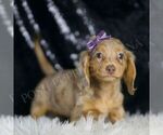 Small #2 Dachshund