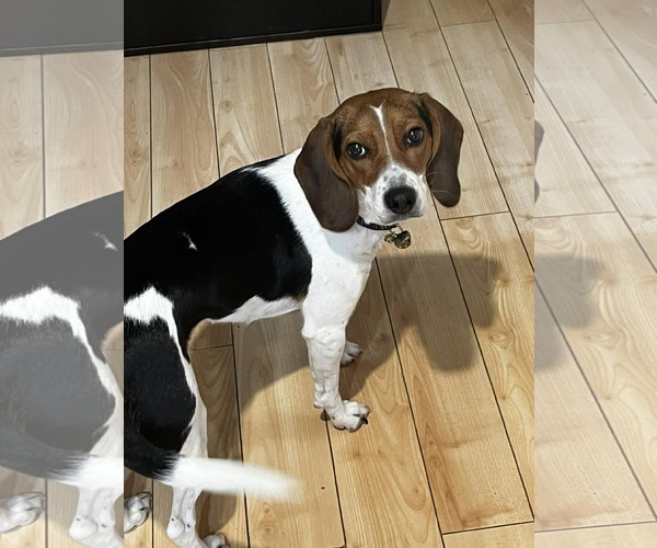 Medium Photo #8 Beagle-Unknown Mix Puppy For Sale in Westwood, NJ, USA