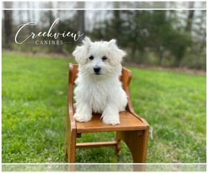 Havachon Puppy for sale in NIANGUA, MO, USA