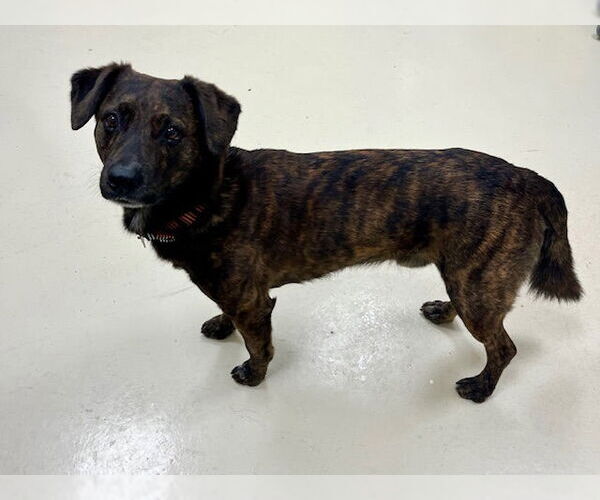 Medium Photo #3 American Pit Bull Terrier-Unknown Mix Puppy For Sale in Webster, WI, USA