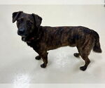 Small #2 American Pit Bull Terrier Mix