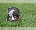Small Photo #1 English Bulldog Puppy For Sale in GREAT FALLS, VA, USA