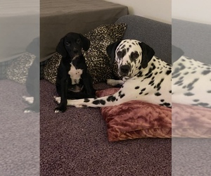 Catahoula Leopard Dog-Dalmatian Mix Puppy for sale in THOUSAND OAKS, CA, USA