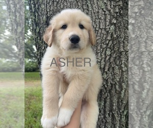 Golden Pyrenees Puppy for sale in NAPLES, FL, USA