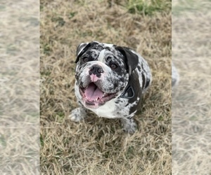 English Bulldog Dog for Adoption in FREDERICKSBURG, Virginia USA
