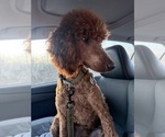 Small Photo #1 Poodle (Standard) Puppy For Sale in SAINT CLOUD, MN, USA