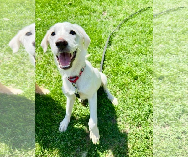 Medium Photo #2 Labrador Retriever-Unknown Mix Puppy For Sale in Minneapolis, MN, USA