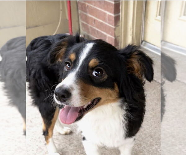 Medium Photo #3 Australian Shepherd Puppy For Sale in Dallas, TX, USA