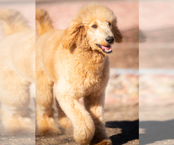 Medium Photo #8 Poodle (Standard) Puppy For Sale in PEYTON, CO, USA