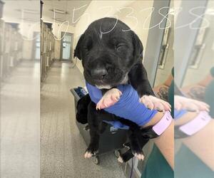 Labrador Retriever Dogs for adoption in Houston, TX, USA